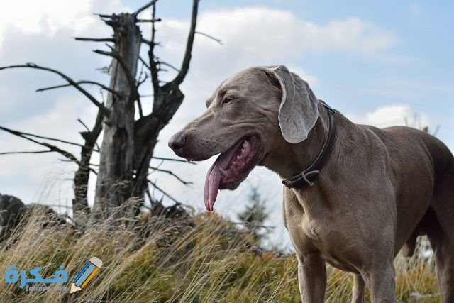 كلاب الوايمري