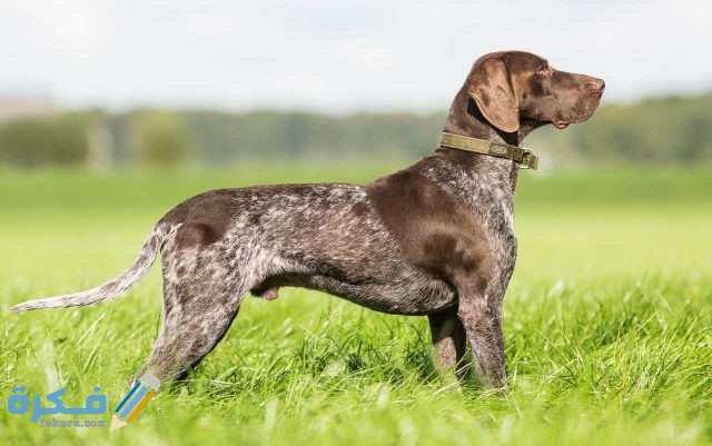 كلاب صيد الغزلان