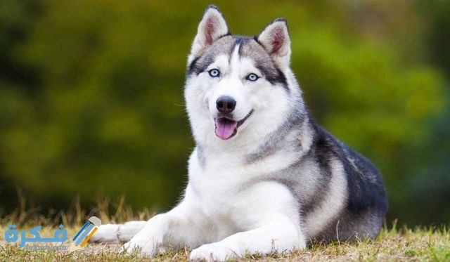 كلاب الهاسكي