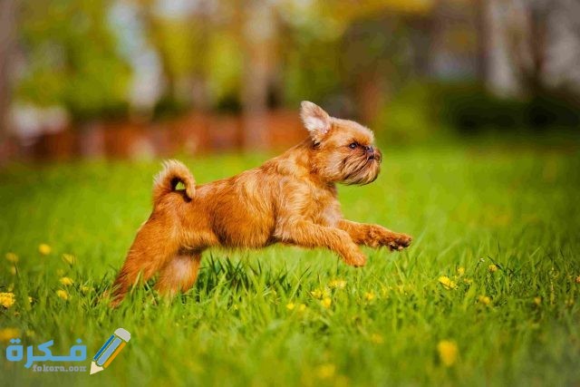 كلب بروكسيل غريفون