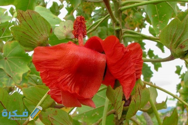 زهرة كوكيا كوكي 