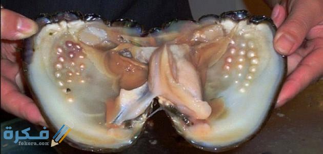مراحل استخراج اللؤلؤ من المحار