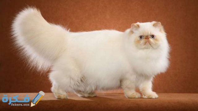 هملايا بلو هملايا بلو