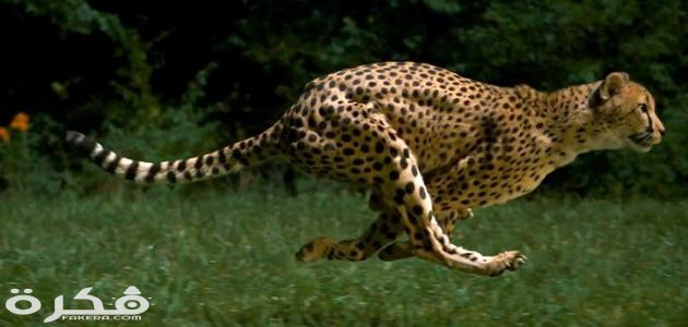 ما هو أسرع حيوان