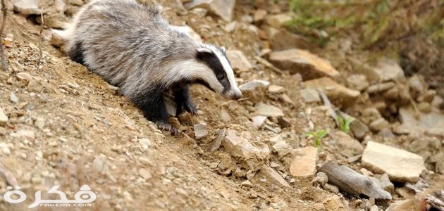 ما هو حيوان الغرير