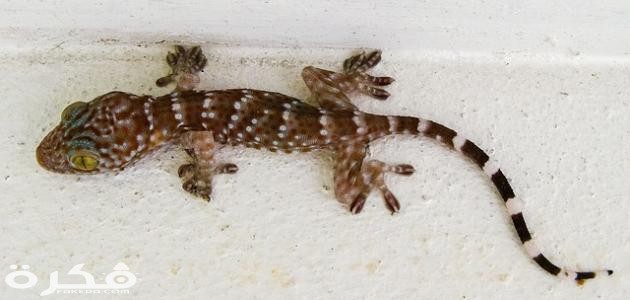 ما هو حيوان الوزغ