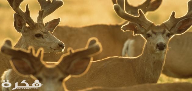 ما هو حيوان الوعل