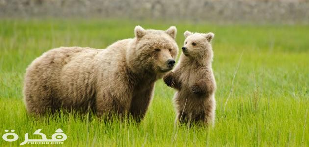 معلومات عن الحيوانات الثديية