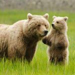 ما هي خصائص الثدييات