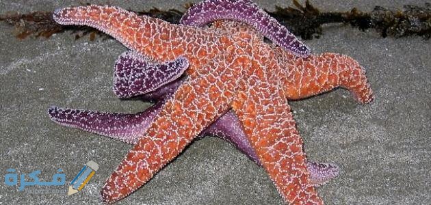 طرق التكاثر لدي حيوان نجم البحر