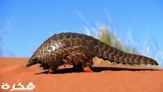 معلومات عن آكل النمل الحرشفي 1200x675 1