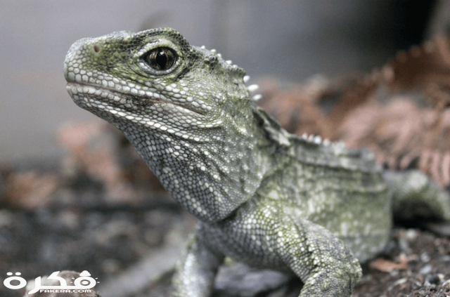 معلومات عن التواتارا