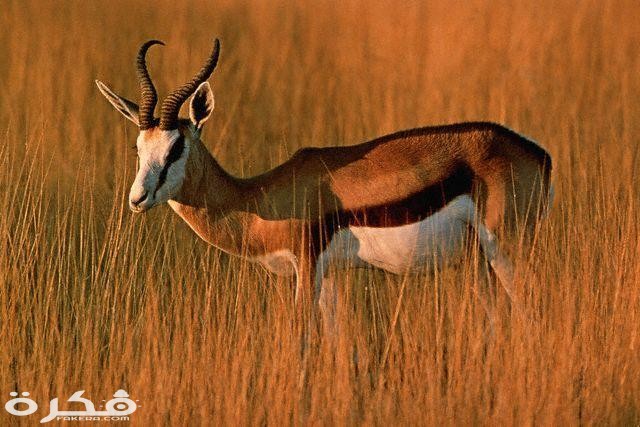 معلومات عن حيوان الريم