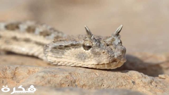 معلومات مدهشة عن الثعابين وأنواعها 1