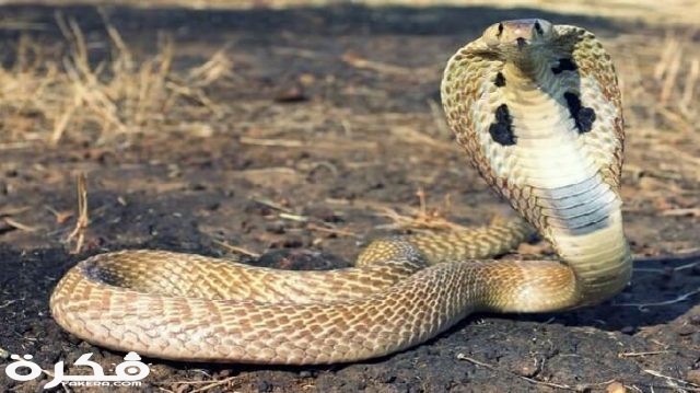 معلومات مدهشة عن الثعابين وأنواعها 4