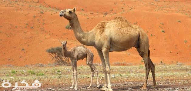 معلومات عن الجمل