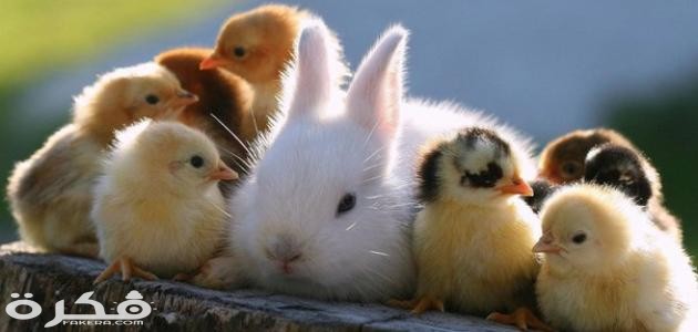 معلومات عن الحيوانات