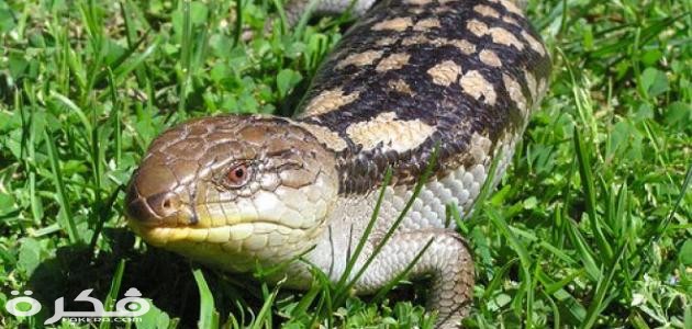 معلومات عن الزواحف