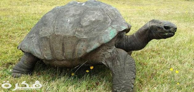 معلومات عن السلحفاة