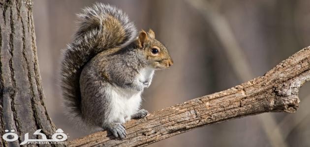 معلومات عن السناجب 1