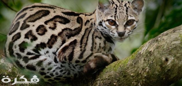 معلومات عن القط البري 1