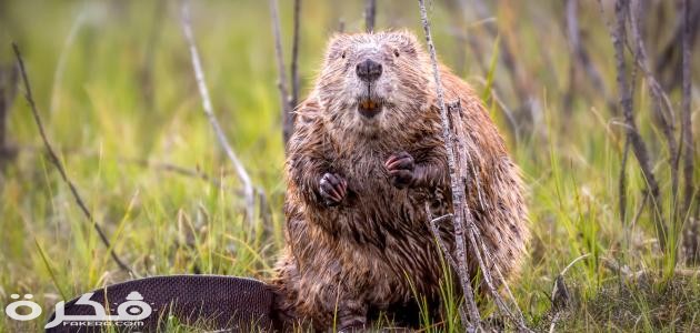 معلومات عن القندس