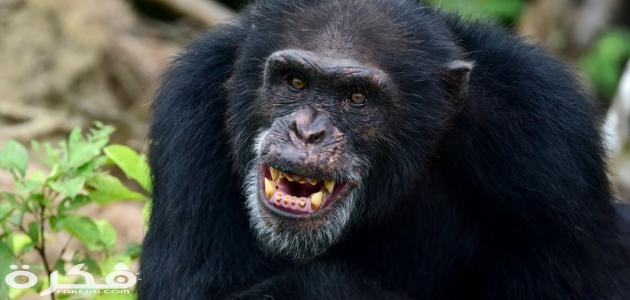 معلومات عن حيوان الشمبانزي