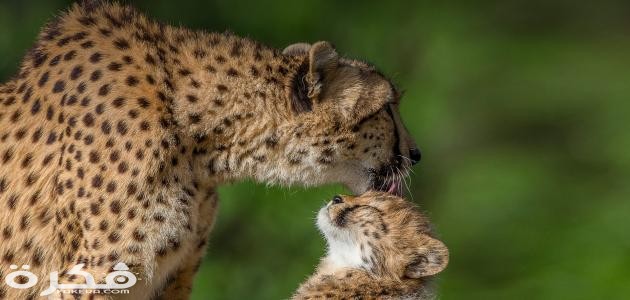 معلومات عن حيوان الفهد