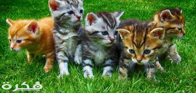 معلومات عن صغار القطط
