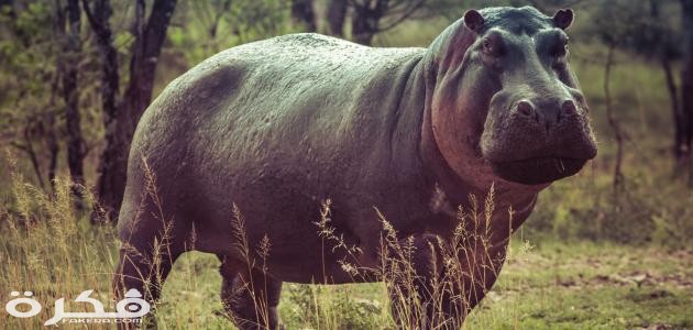 معلومات عن فرس النهر