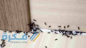 أسباب وجود النمل في المنزل أسباب وجود النمل في المنزل