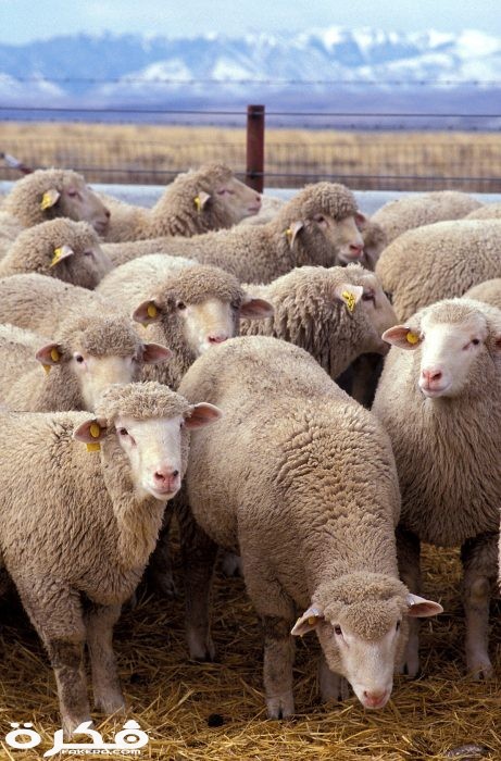 1200px Flock of sheep