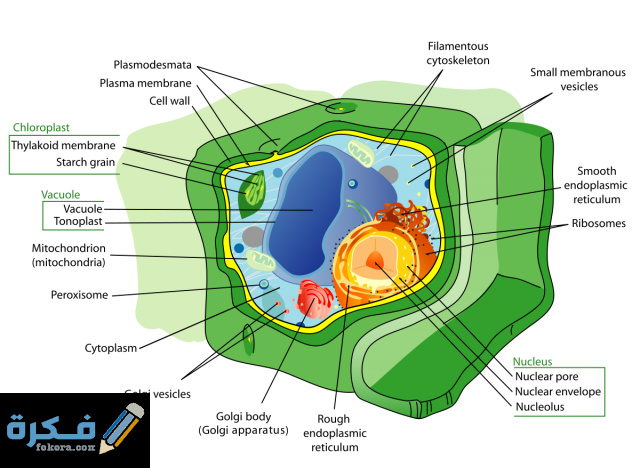 بَحث أحياء عن خلايا النبات وأنسجته