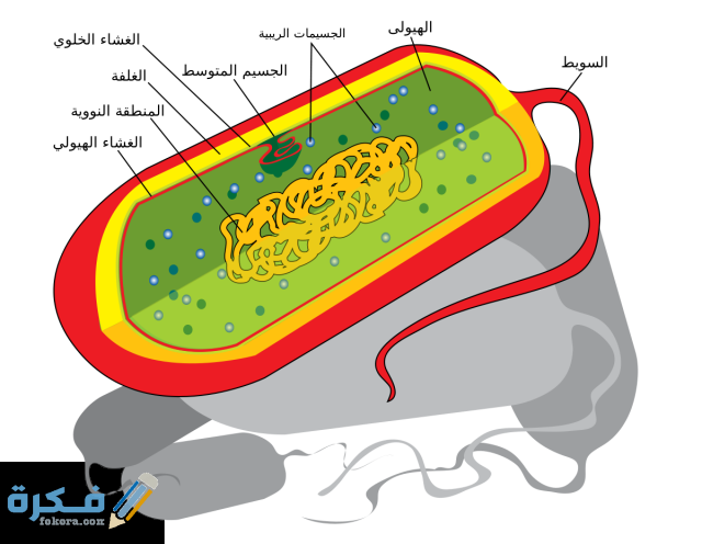 الخلايا الوحيدة التي تخلو من العضيات هي خلايا