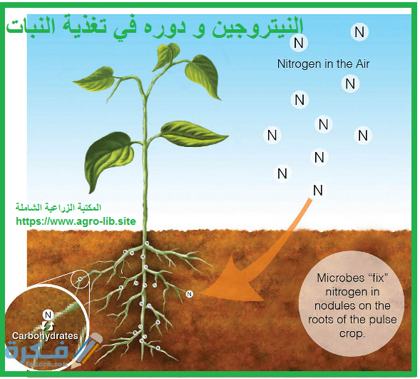 العملية التي تحول فيها البكتيريا والبرق النيتروجين إلى مركبات مفيدة للنباتات هي العملية التي تحول فيها البكتيريا والبرق النيتروجين إلى مركبات مفيدة للنباتات هي