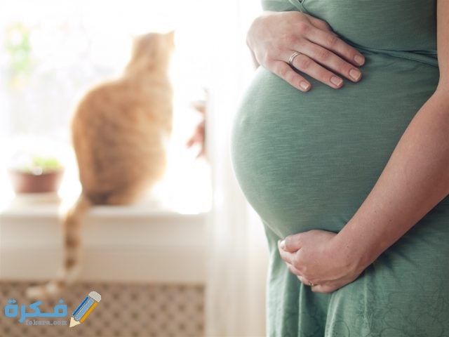 تحليل داء القطط الأم الحامل 