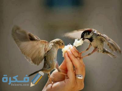 آيات عن رحمة الله