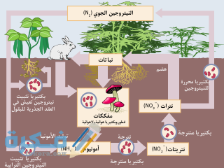 نبذة عن عنصر النيتروجين
