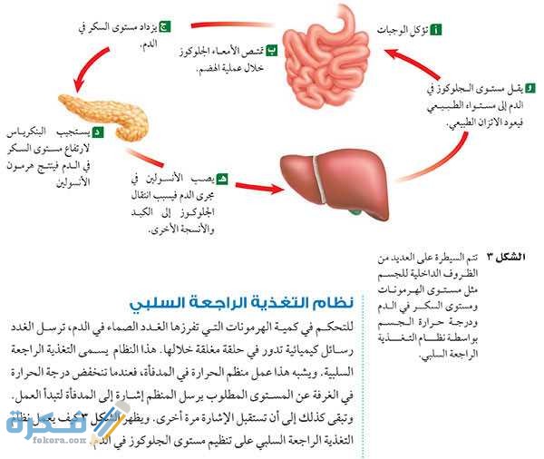 كيف يعمل نظام التغذية الراجعة السلبي كيف يعمل نظام التغذية الراجعة السلبي