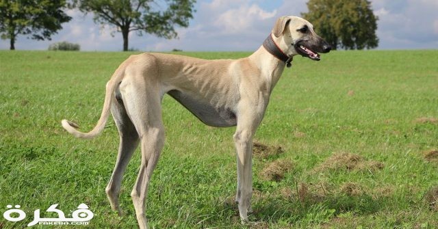 5bed3048fe15038bfa2d6ff12405cb20