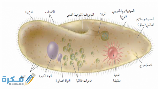 أي ممالك المخلوقات الحية التالية تحوي مخلوقات حية وحيده الخلية