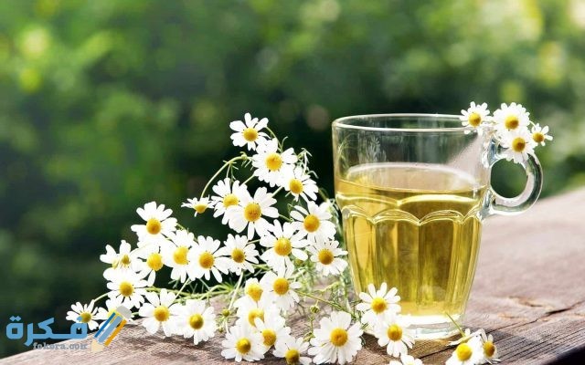 هَلْ البابونج يرفع الضغط وماهي دواعي استعماله