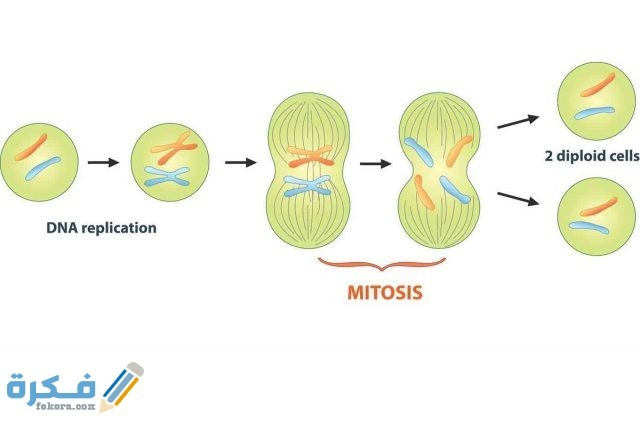 نبذة عن الانقسام المنصف