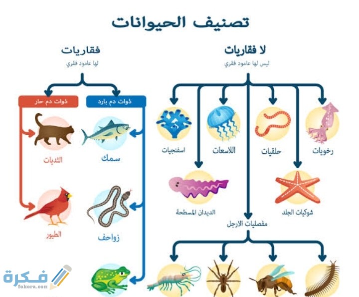 مقارنة بين الفقاريات واللافقاريات 3 مقارنة بين الفقاريات واللافقاريات