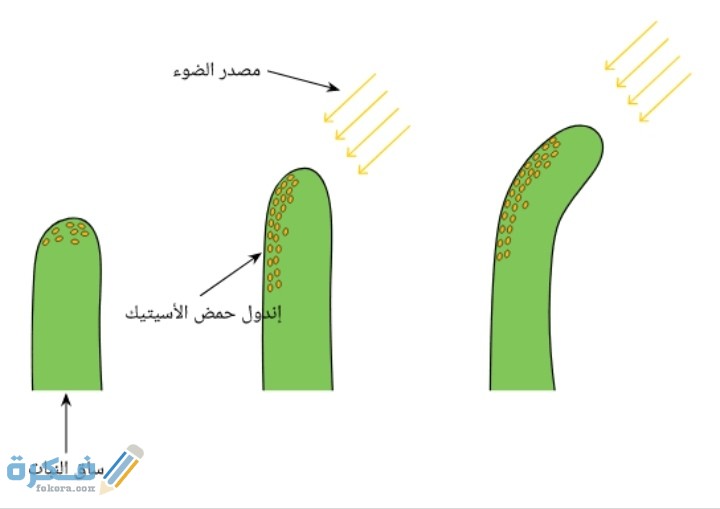 هرمون يسبب وجوده ظاهرة سيادة القمة النامية في النبات
