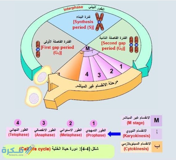 لخص المراحل الرئيسية في دورة الخلية احياء 3 ثانوي