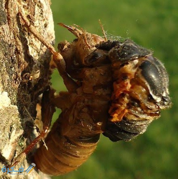 IMG ٢٠٢١٠٣١٤ ٠٣٠٧٥١