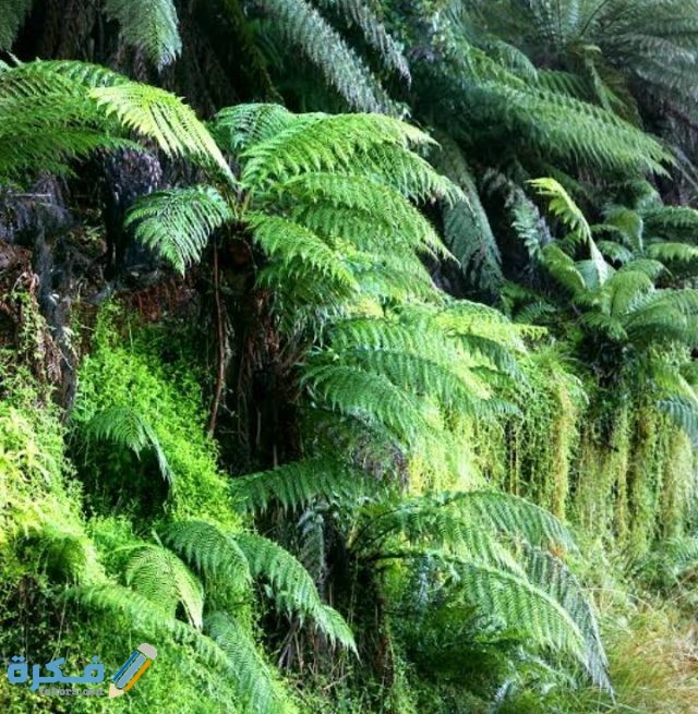 نباتات تمتلك جذورًا وسيقانًا وأوراقًا حقيقية ، و تتكاثر بالأبواغ