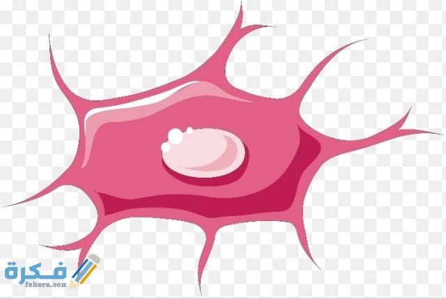 يحيط بالخلية العظمية مواد صلبة مكونة من