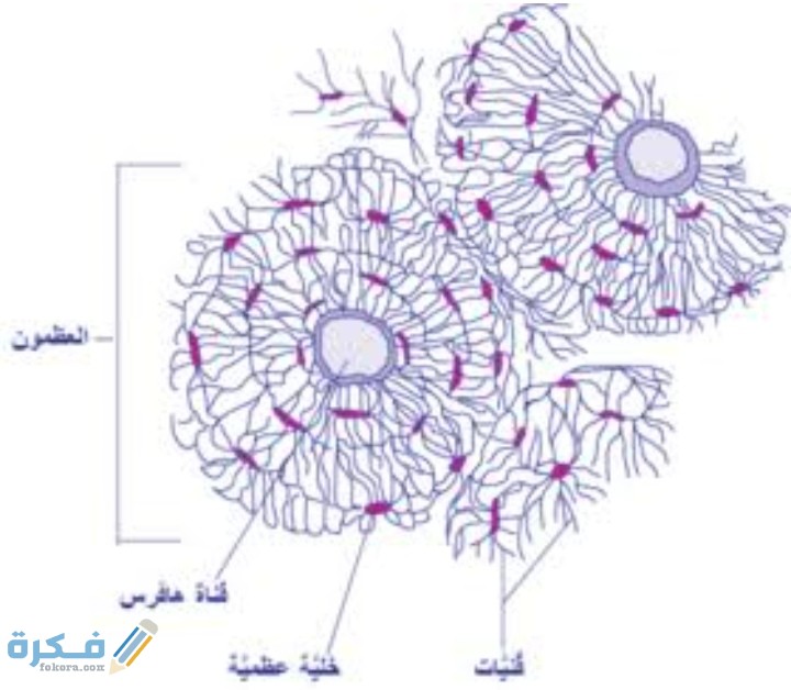 IMG ٢٠٢١٠٣١٦ ٠٤٣٤٤٤